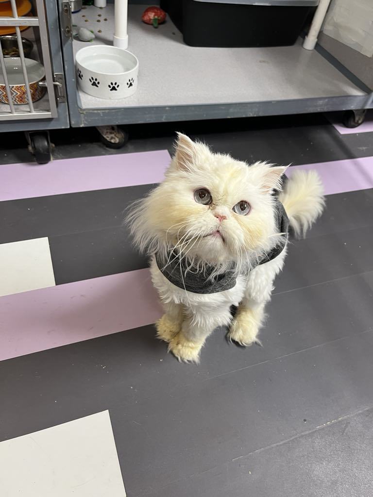Alfredo, an adoptable Persian in Cedar Rapids, IA, 52405 | Photo Image 1