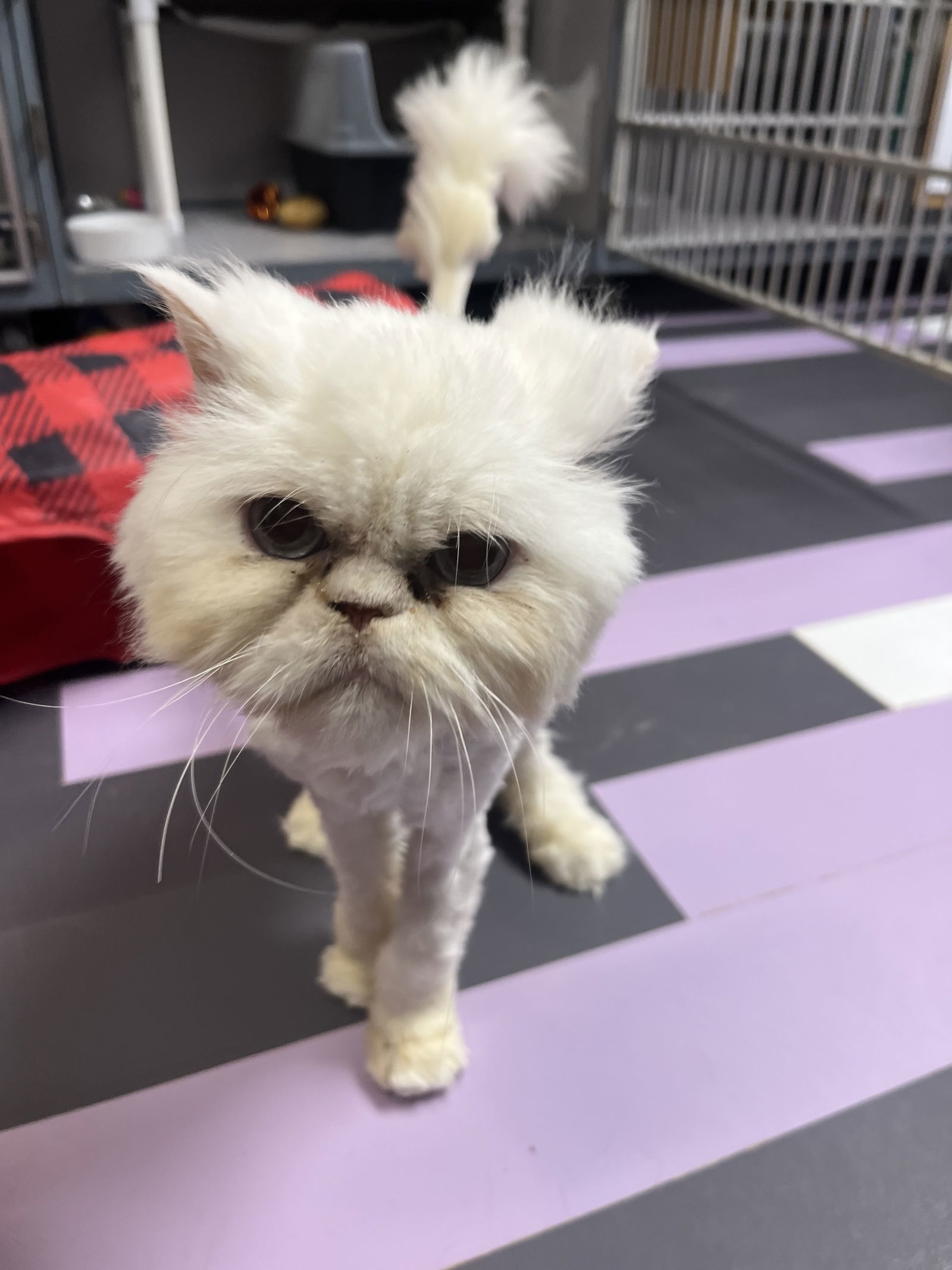 Alfredo, an adoptable Persian in Cedar Rapids, IA, 52405 | Photo Image 2