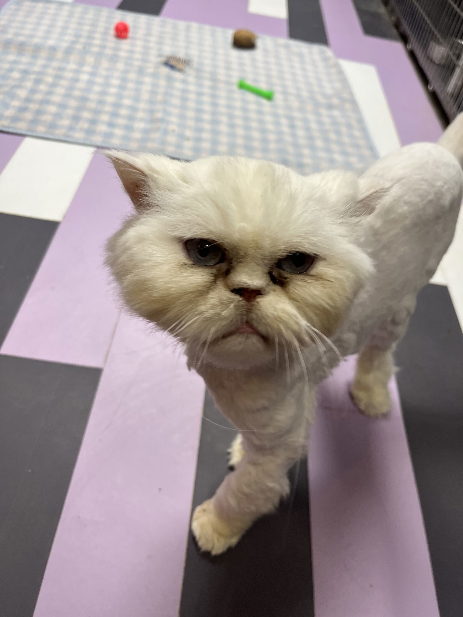 Alfredo, an adoptable Persian in Cedar Rapids, IA, 52405 | Photo Image 3
