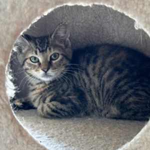 TLC (Bashful Buddy), Baby Female Domestic Short Hair