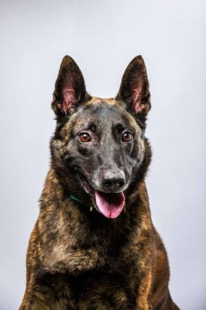Janie, Adult Female Dutch Shepherd