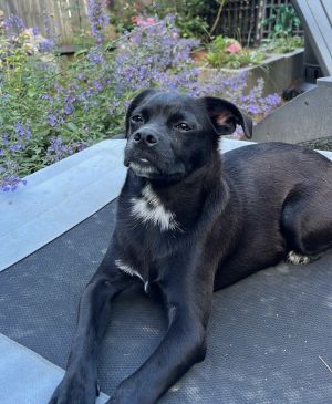 Bravo, Young Male French Bulldog