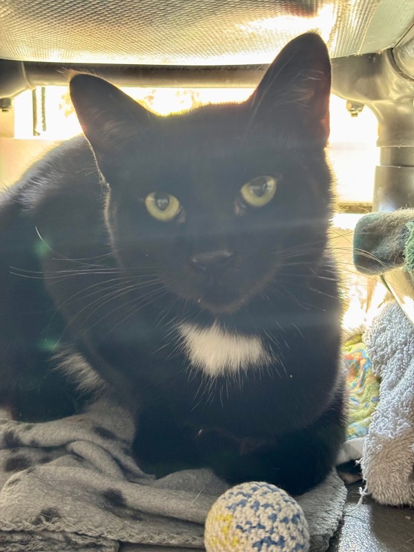 Merlin