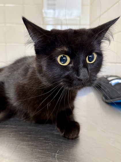 Salem