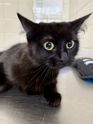 Salem, Adult Female unknown