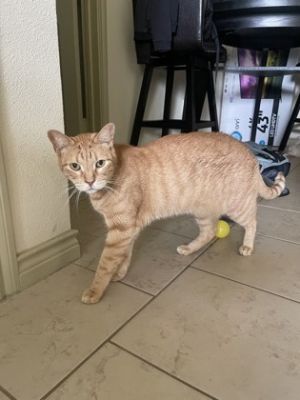 Neji, Adult Male Domestic Short Hair