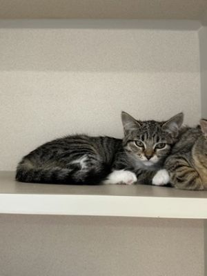 Cerulean Domestic Short Hair Cat