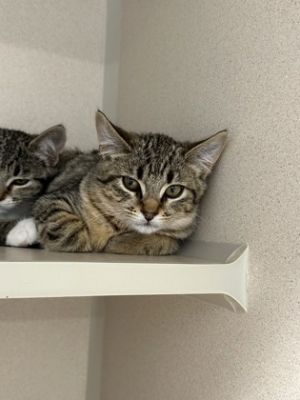 Aquamarine Domestic Short Hair Cat