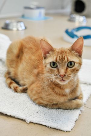 Ginger Mae, Adult Female Domestic Short Hair