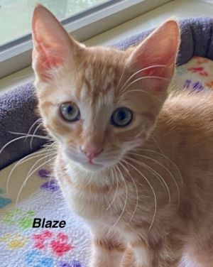 Blaze, Baby Male Domestic Short Hair