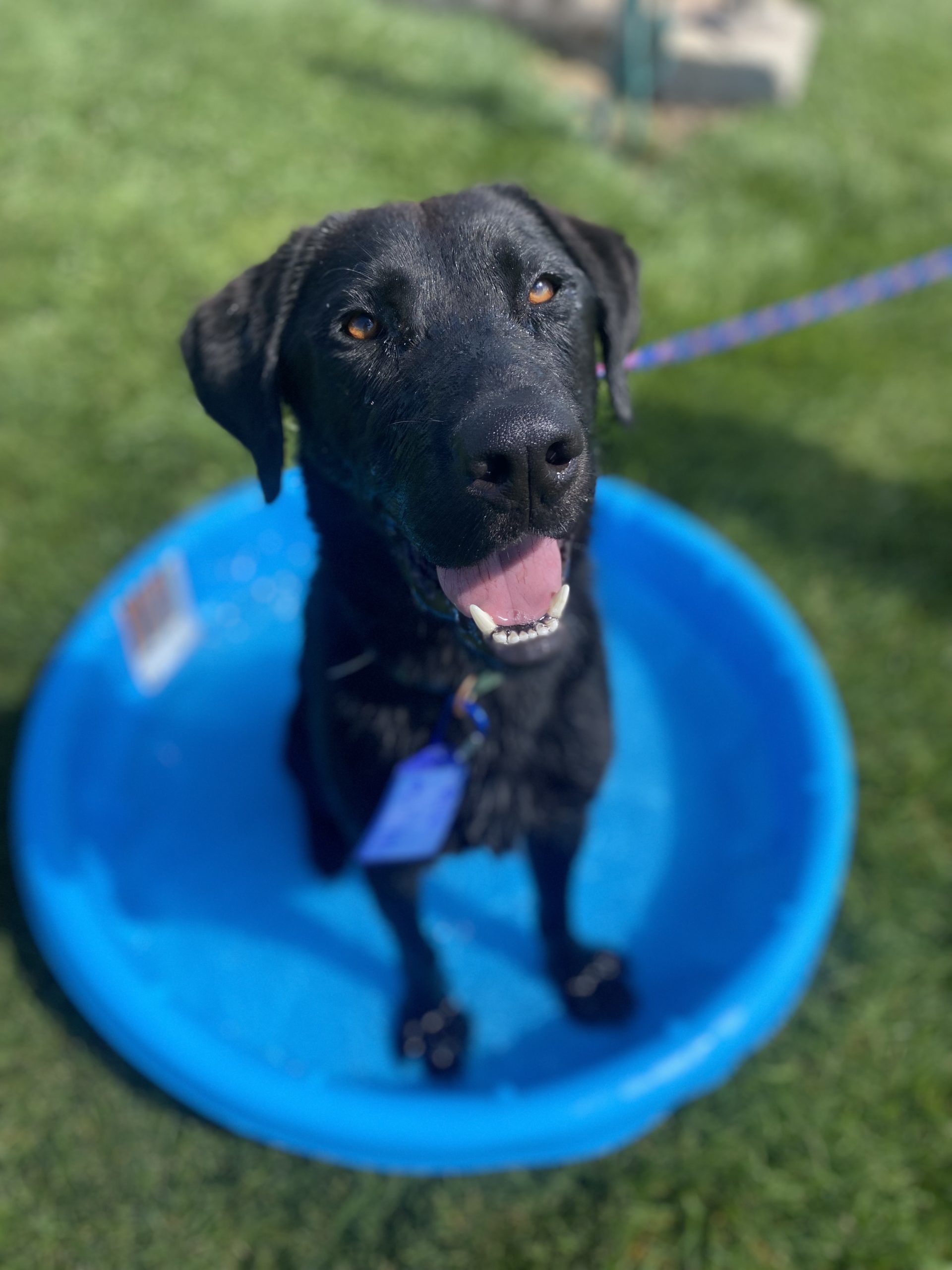 Rolo, an adoptable German Shepherd Dog, Black Labrador Retriever in Grand Junction, CO, 81503 | Photo Image 1