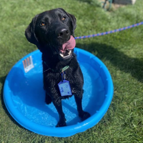 Rolo, an adoptable German Shepherd Dog, Black Labrador Retriever in Grand Junction, CO, 81503 | Photo Image 2