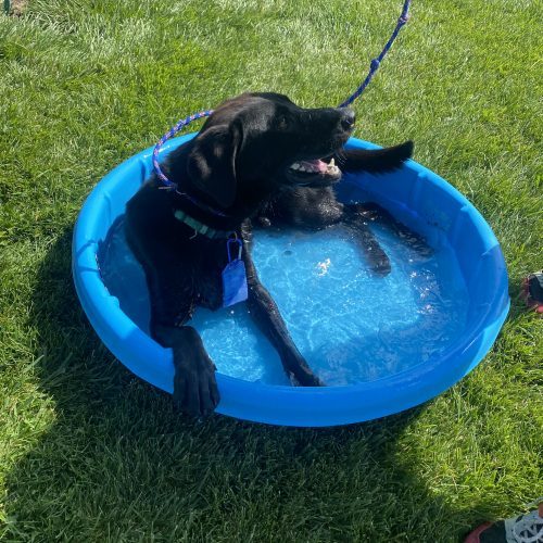 Rolo, an adoptable German Shepherd Dog, Black Labrador Retriever in Grand Junction, CO, 81503 | Photo Image 3