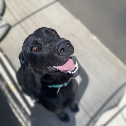 Rolo