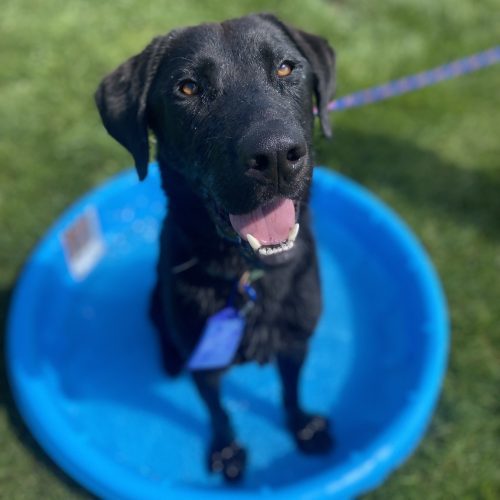 Rolo, an adoptable German Shepherd Dog, Black Labrador Retriever in Grand Junction, CO, 81503 | Photo Image 4