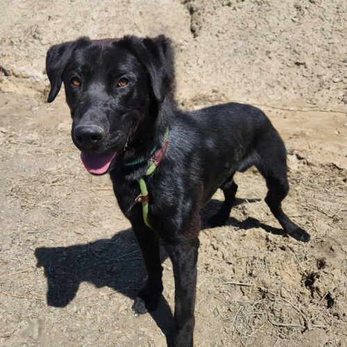 Rolo, an adoptable German Shepherd Dog, Black Labrador Retriever in Grand Junction, CO, 81503 | Photo Image 5
