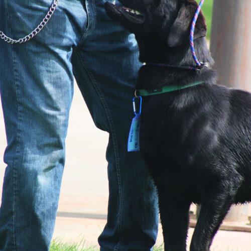 Rolo, an adoptable German Shepherd Dog, Black Labrador Retriever in Grand Junction, CO, 81503 | Photo Image 6