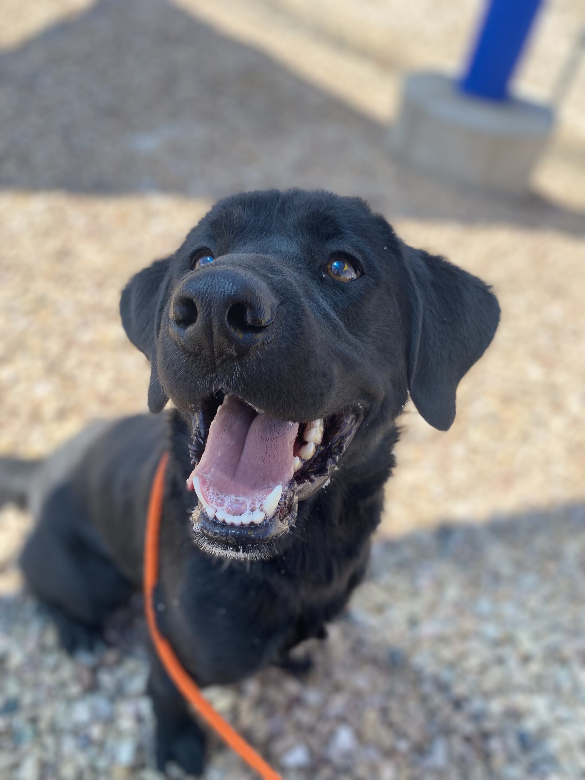 Duke, an adoptable Black Labrador Retriever, Mixed Breed in Grand Junction, CO, 81503 | Photo Image 1