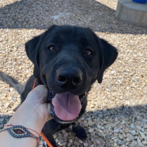 Duke, an adoptable Black Labrador Retriever, Mixed Breed in Grand Junction, CO, 81503 | Photo Image 2