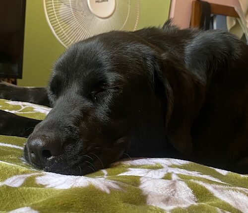 Duke