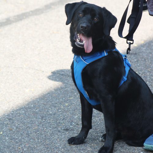 Duke, an adoptable Black Labrador Retriever, Mixed Breed in Grand Junction, CO, 81503 | Photo Image 3