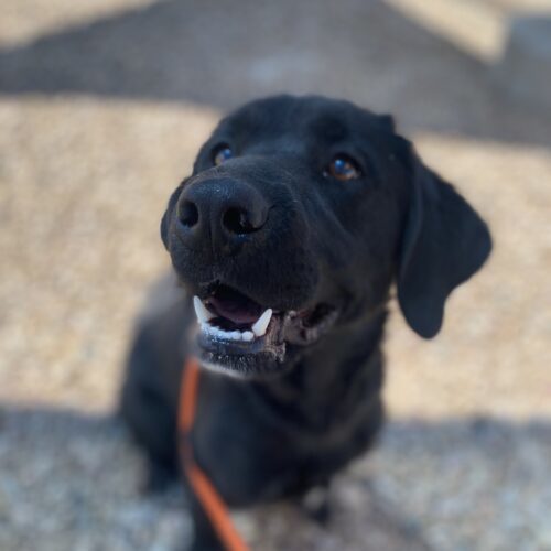 Duke