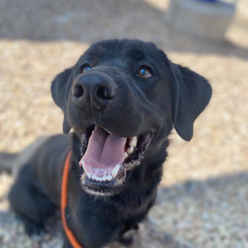 Duke, an adoptable Black Labrador Retriever, Mixed Breed in Grand Junction, CO, 81503 | Photo Image 6