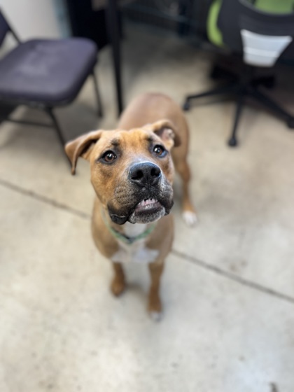 Piper