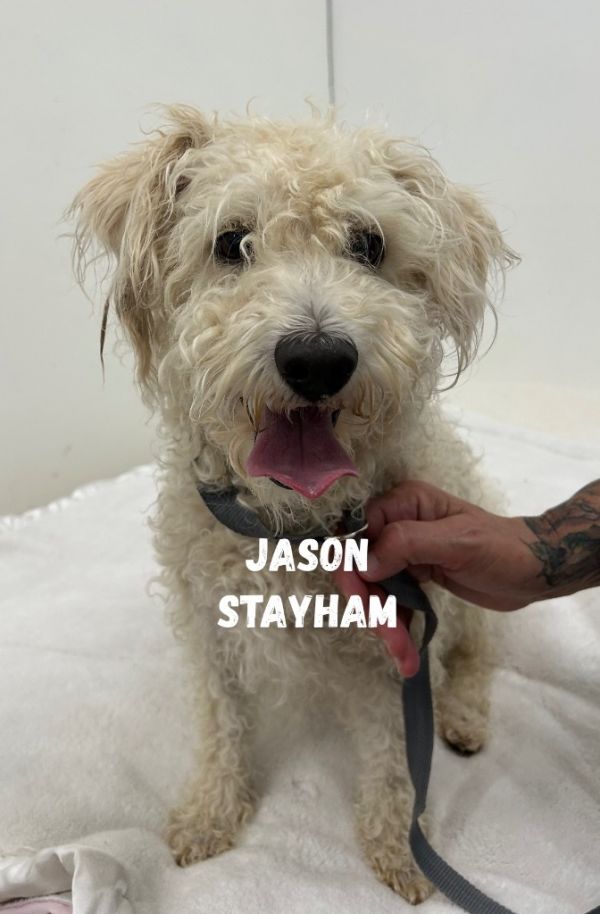 Jason Stayham thumbnail 1