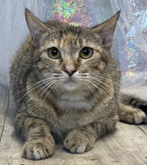 Flower, Baby Female Domestic Short Hair