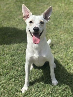 Jack, Young Male Parson Russell Terrier