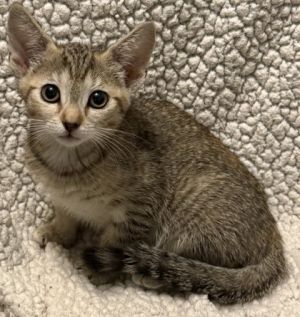 Yzma, Baby Female Domestic Short Hair