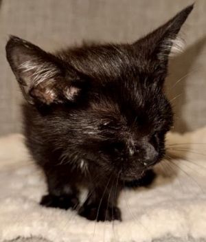 Wyatt, Baby Male Domestic Short Hair