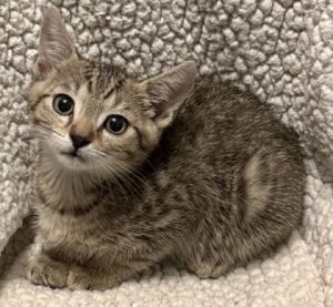 Kronk, Baby Male Domestic Short Hair