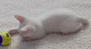 Shull, Baby Male Domestic Short Hair