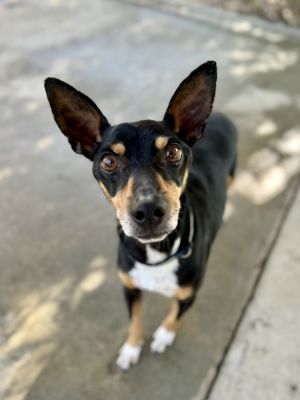 Paco