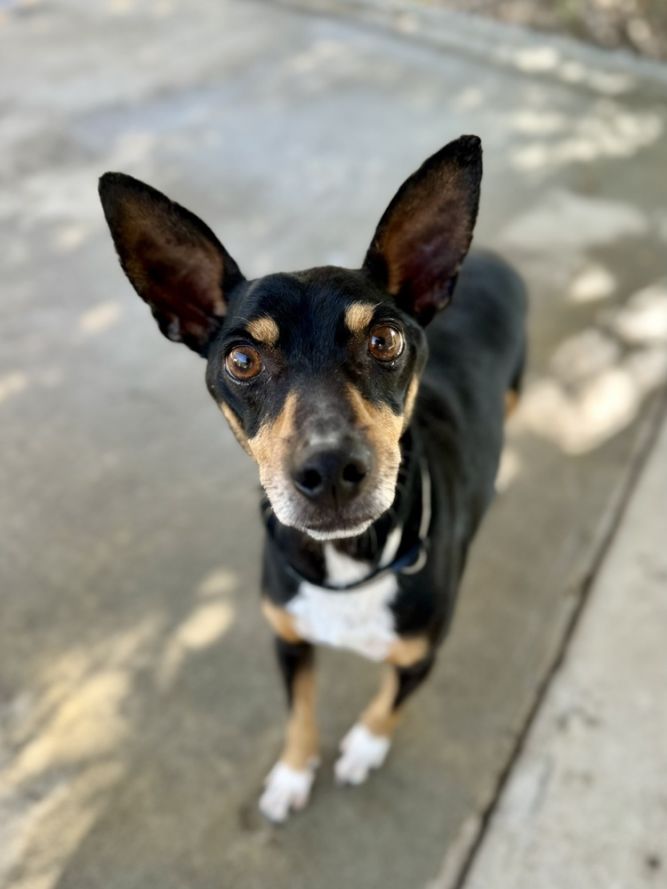Paco