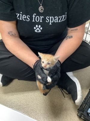 Kitten 5, Adult Male Domestic Short Hair