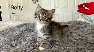 Pebbles