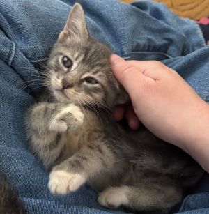 Pinkerella Domestic Short Hair Cat