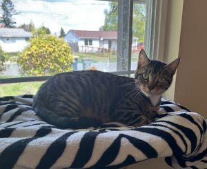 Somei Yoshino Domestic Short Hair Cat