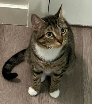 Somei Yoshino is the mom of our Cherry Blossom group She did a wonderful job raising her 5 kittens 