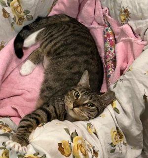 Somei Yoshino Domestic Short Hair Cat