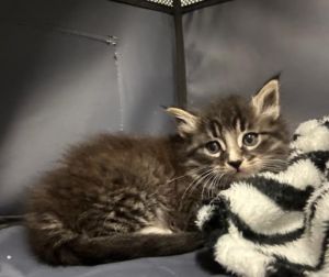 Takane Sakura is part of our Cherry Blossom Litter He is a gorgeous boy who had a rough start to