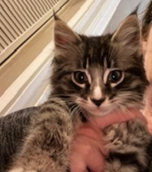 Takane Sakura is part of our Cherry Blossom Litter He is a gorgeous boy who had a rough start to
