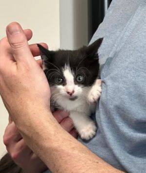 Kiku Sakura is part of our Cherry Blossom Litter She is in need of further socialization and must b