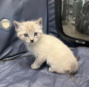 Shidare Sakura is part of our Cherry Blossom Litter He is a gorgeous boy who had a rough start to