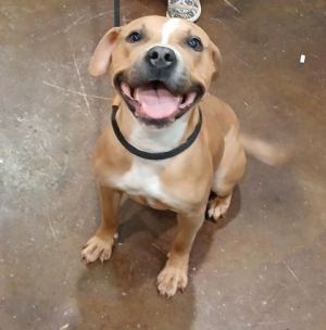 Lady, Adult Female Pit Bull Terrier