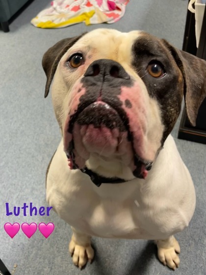 Luther 2