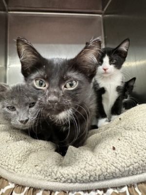 Scooby, Baby Male Domestic Medium Hair